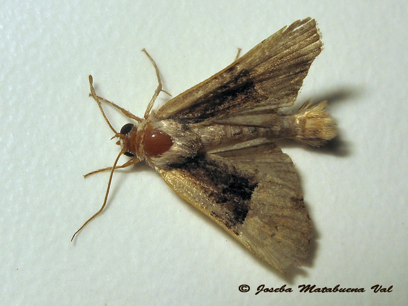 A determinare 5 - Mesoligia furuncula, Noctuidae